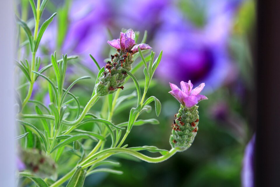 Flower pink plant