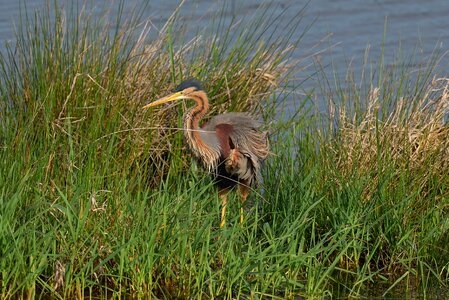 Pond body of water purple heron