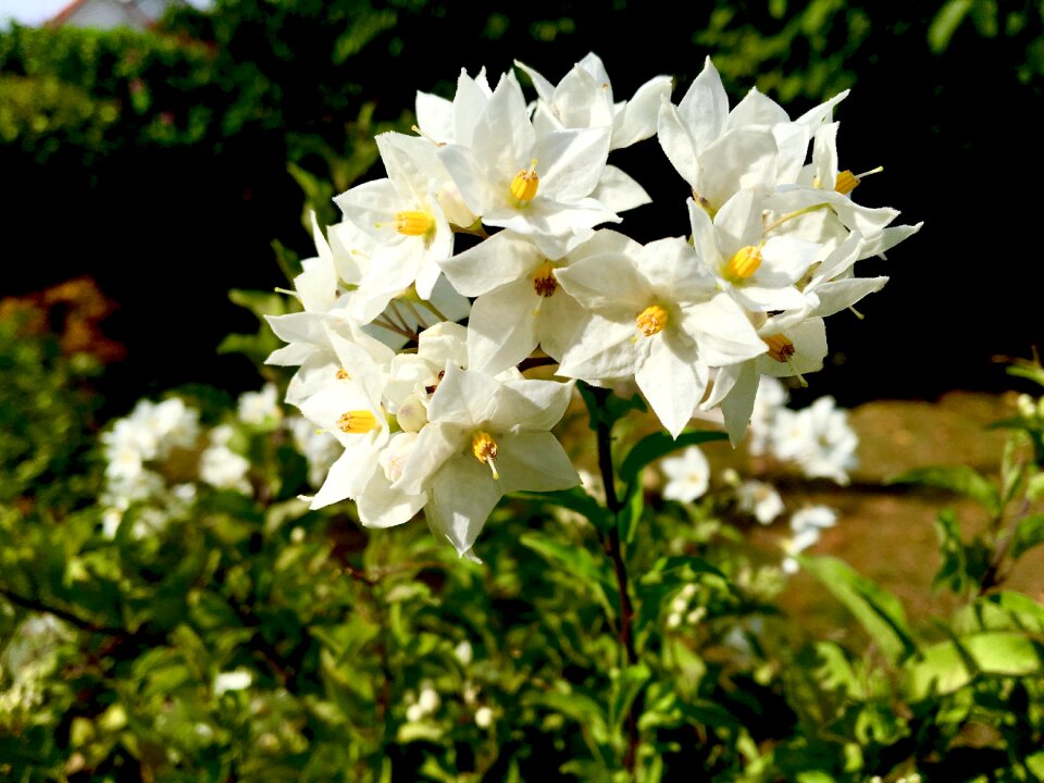 Garden summer nature