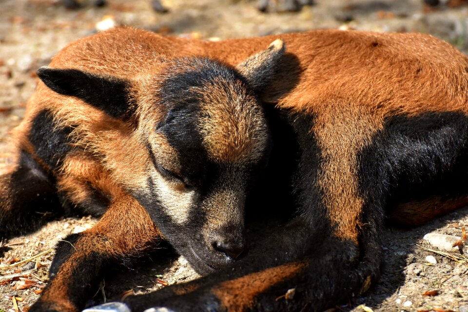 Young animal newborn cute