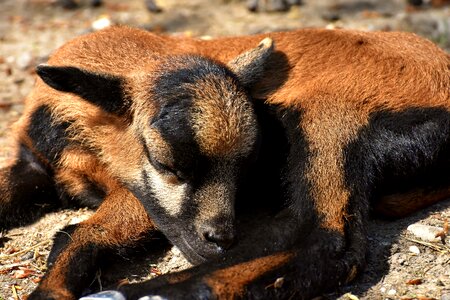 Young animal newborn cute