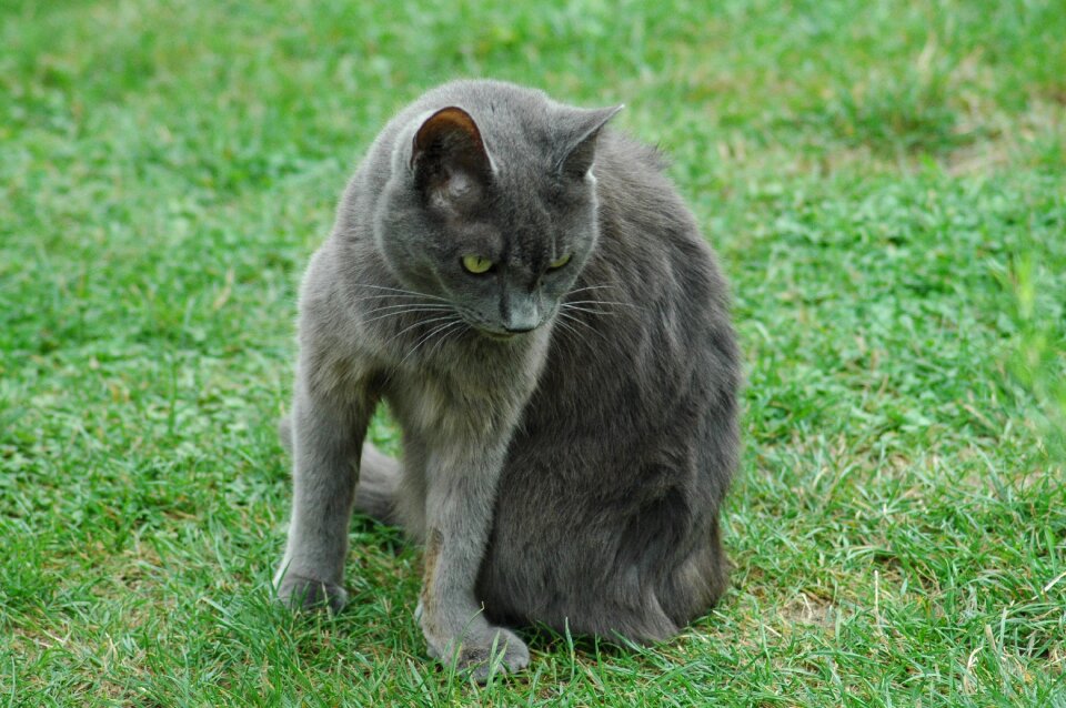 Cat grey yard