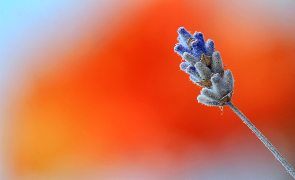 Flower floral nature