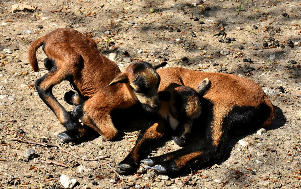 Newborn cute animal world