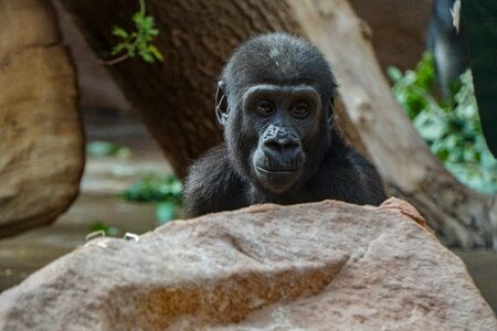 Mammal monkey cute photo