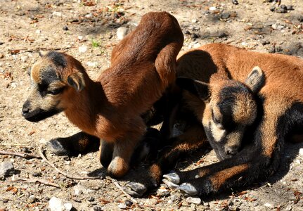 Newborn cute animal world