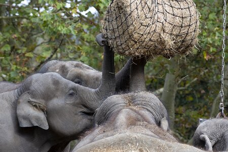 Blijdorp zoo rotterdam