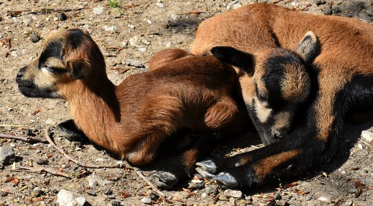 Newborn cute animal world