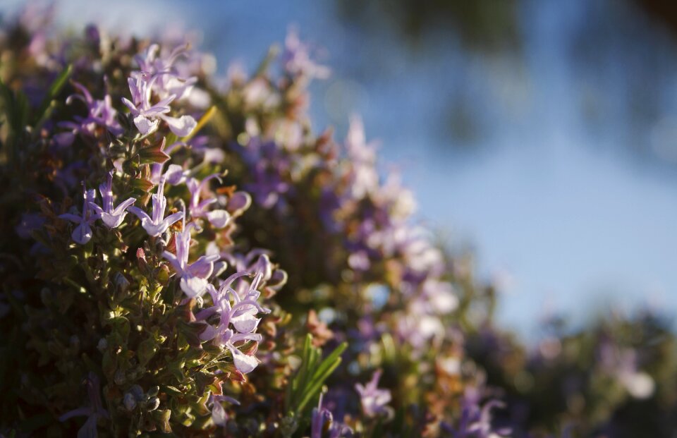 Flowers rosemary Free photos