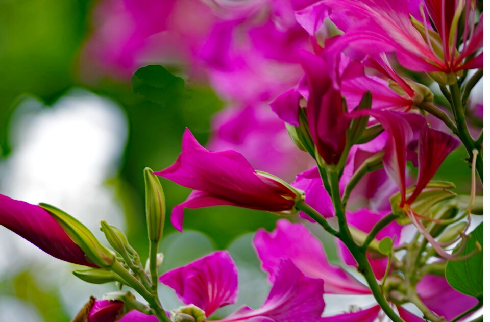 Nature rhododendron blossom