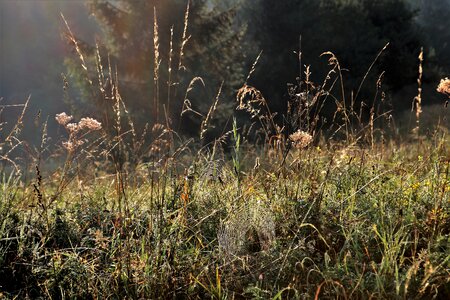 Village figure in the morning