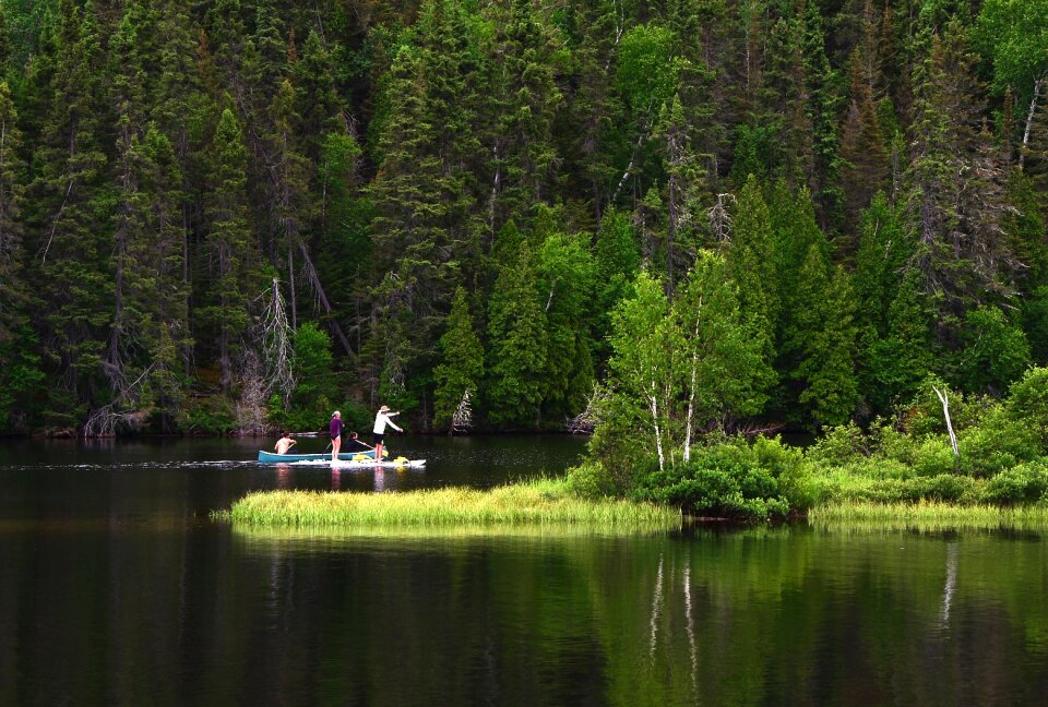 Canoe trees green