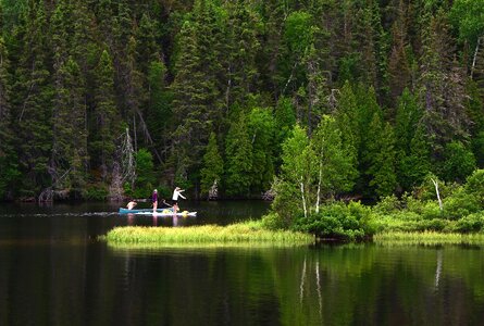 Canoe trees green photo