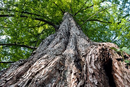 Structure trees landscape