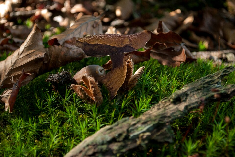 Leaves landscape mushroom