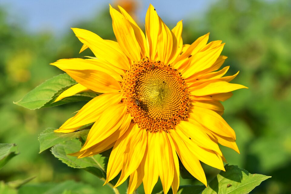 Bloom blossom bloom