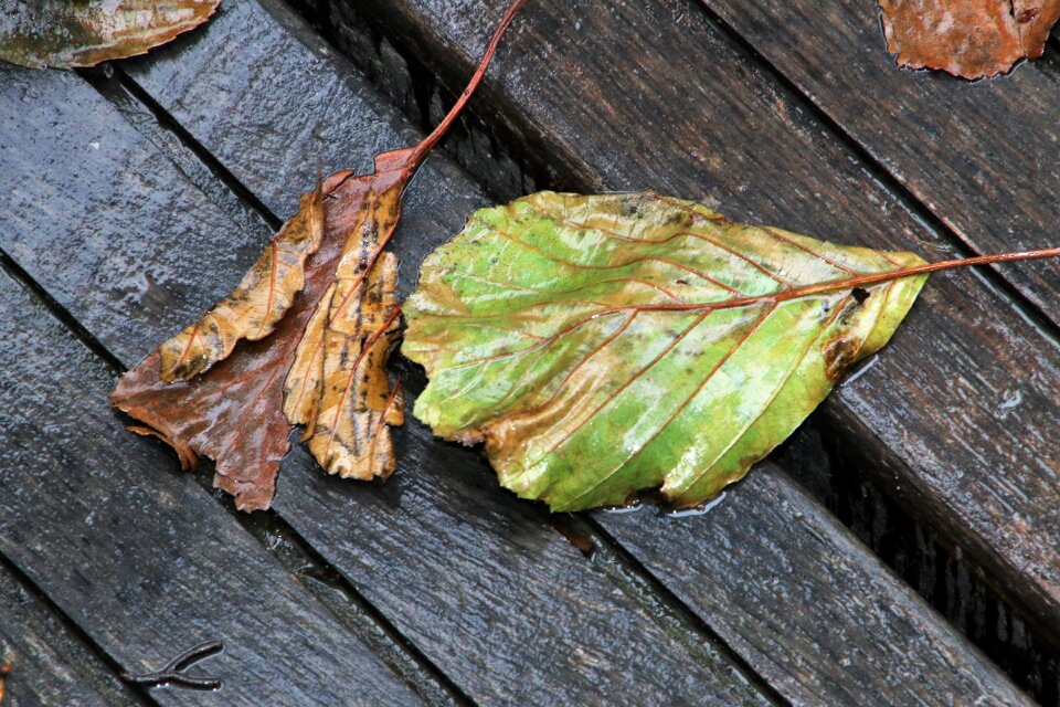 Wet brown plant