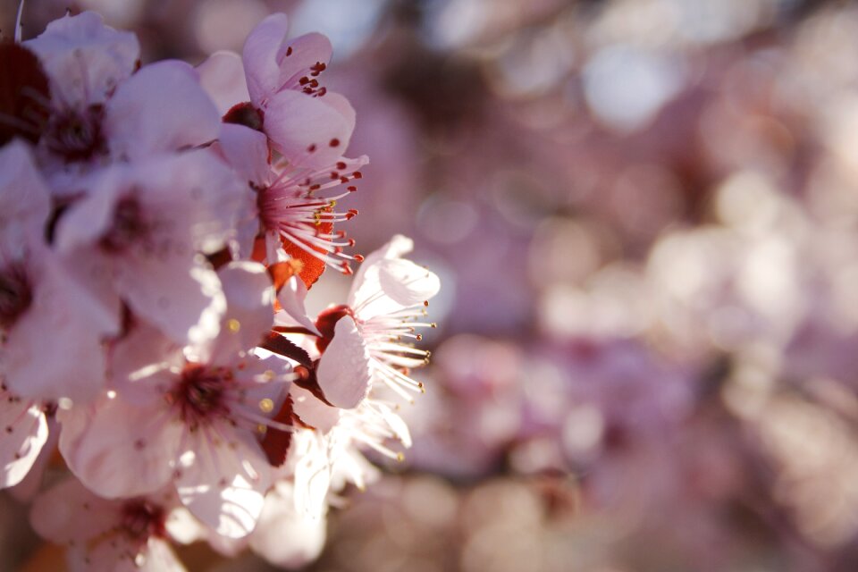 Plum spring living nature