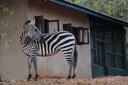 Black and white stripes africa photo