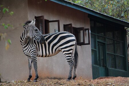Black and white stripes africa
