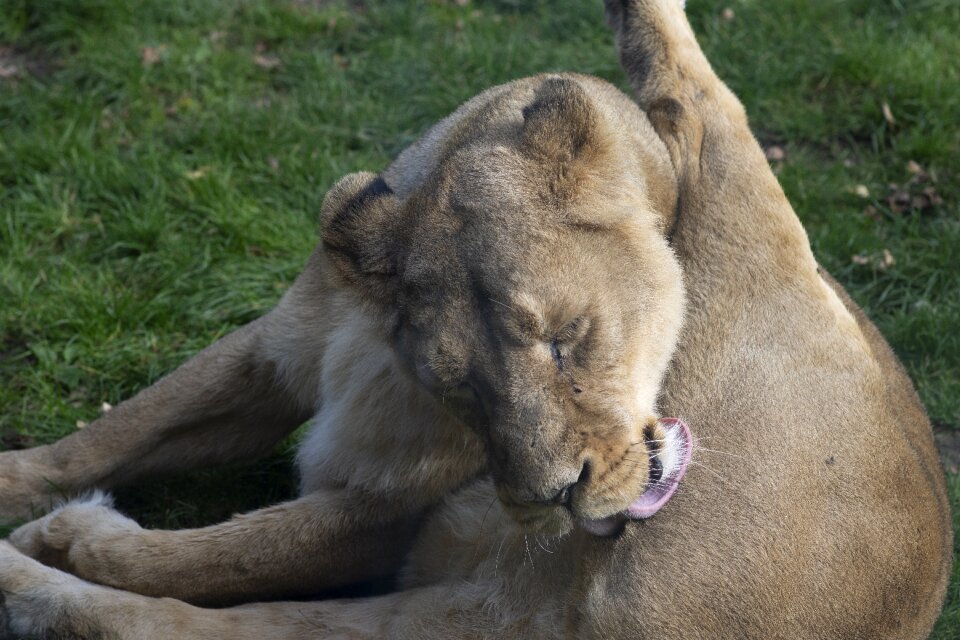 Blijdorp predators rotterdam