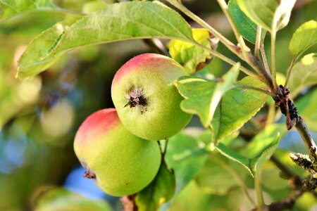 Apple orchard branch fruit trees