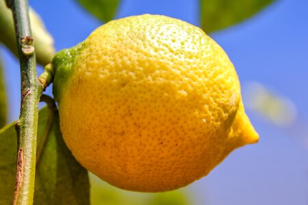 Citrus fruits healthy vitamins photo