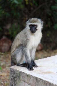 Animal nature animal world