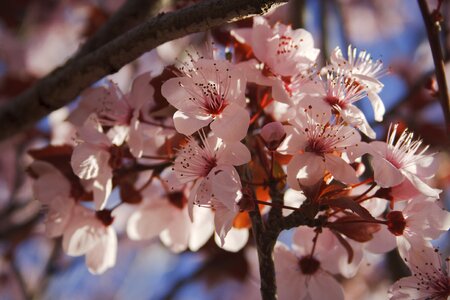 Plum spring living nature