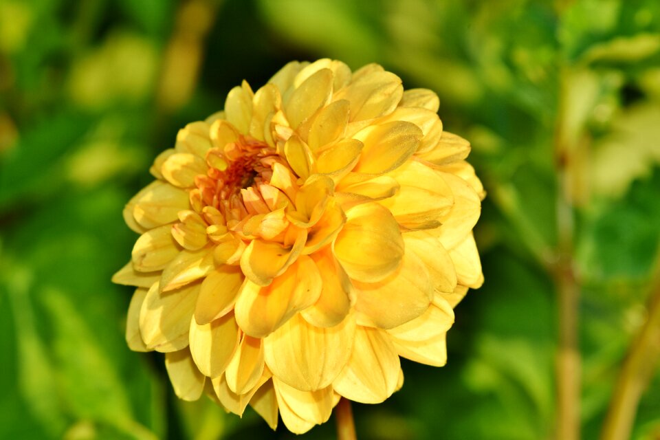 Bud dahlia garden garden plant