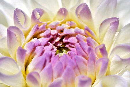 Bud dahlia garden garden plant photo