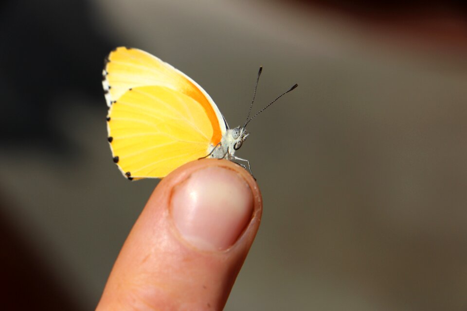 Insect wing animal