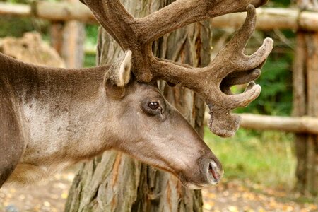 Animal antlers zoo