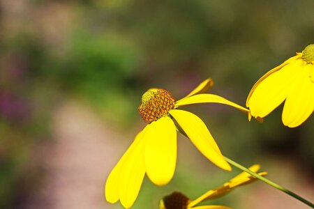 Summer blossom bloom