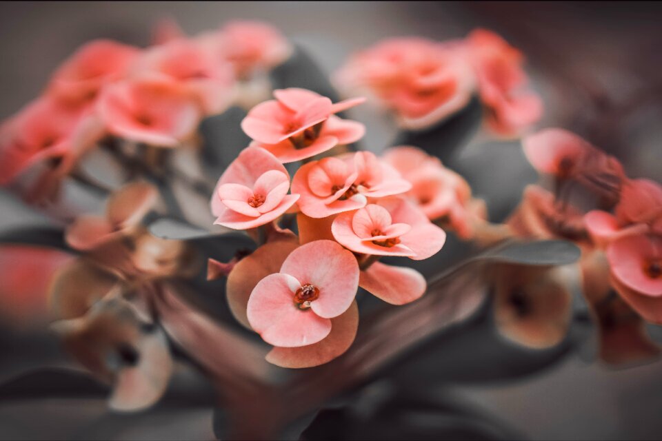 Floral macro pink