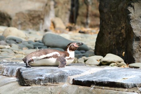 Animal zoo relax