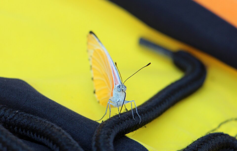 Insect wing animal