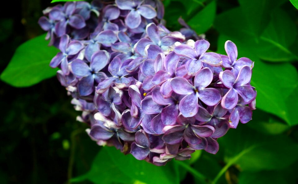 Without blue leaf