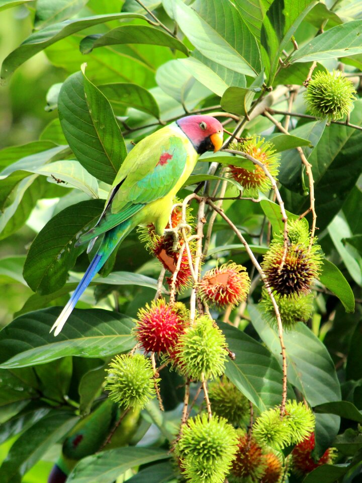 Plumage cute nature