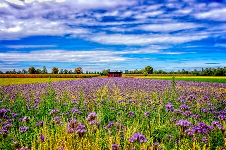 Rural nature summer