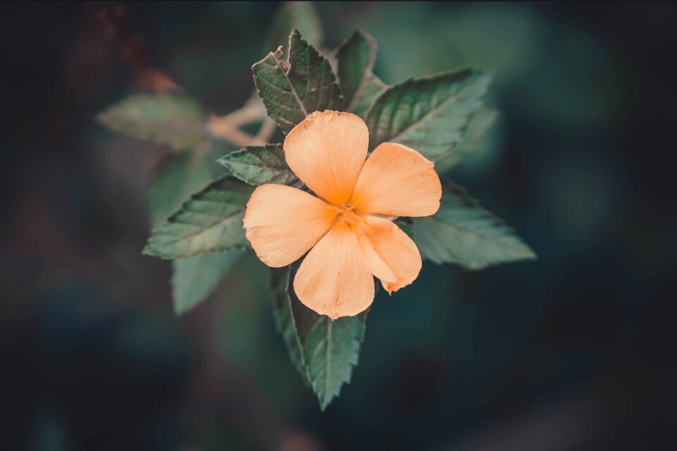 Floral macro pink