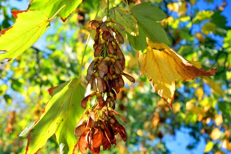 Nose zwicker leaves autumn photo