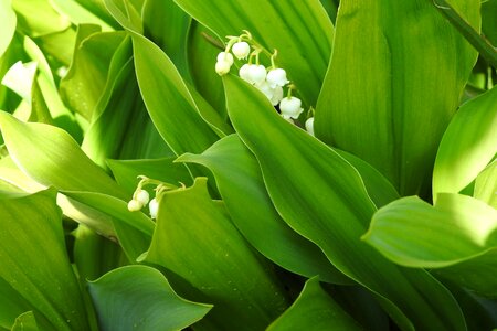 No one garden lily of the valley