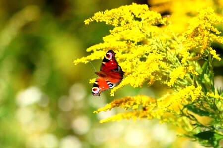 Wings nature summer