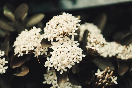 Floral macro pink