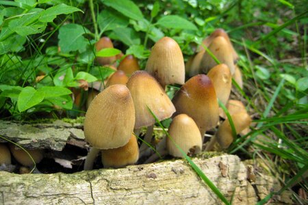 Autumn tree stump forest photo