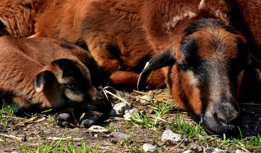 Sheep reborn young animal