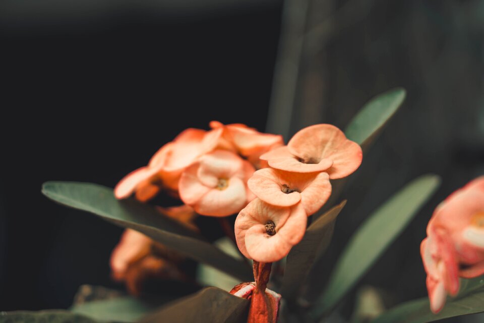 Floral macro pink