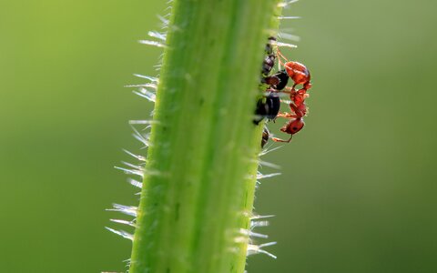 Tiny garden ant foraging