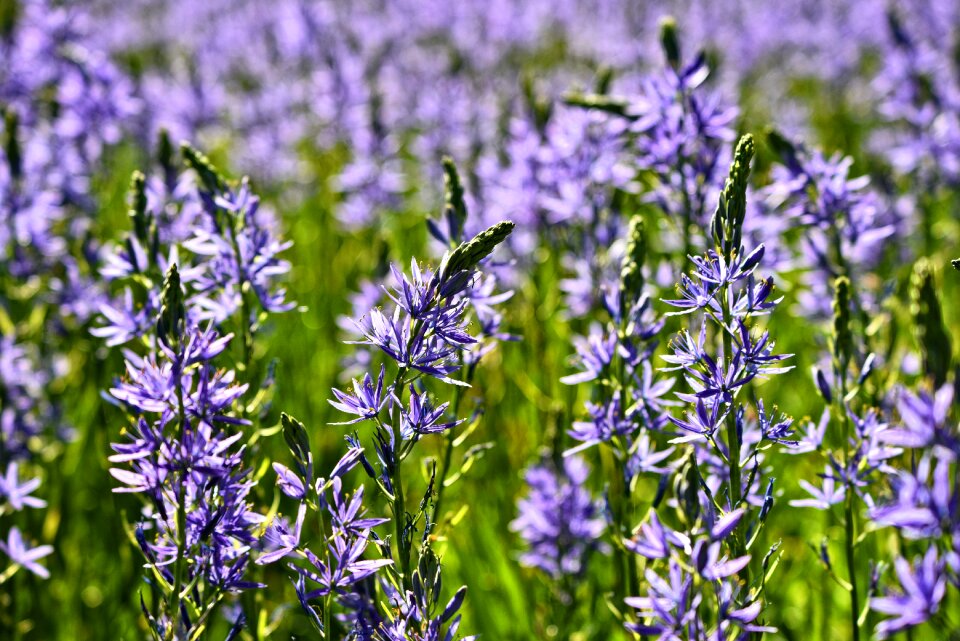 Large camas flower plant
